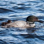 A common loon swimming on a serene lake with rippling water.