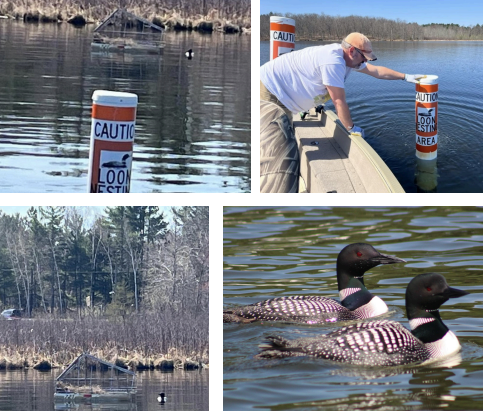 A serene water scene featuring two loons swimming near a group of 'Caution' signs indicating a restricted area.